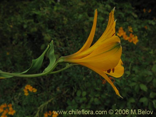 Alstroemeria aurea的照片